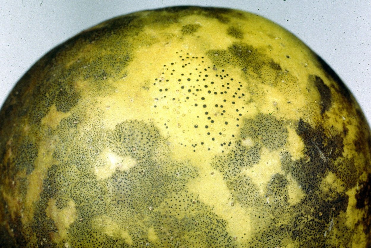 Коричневый грибок на дереве