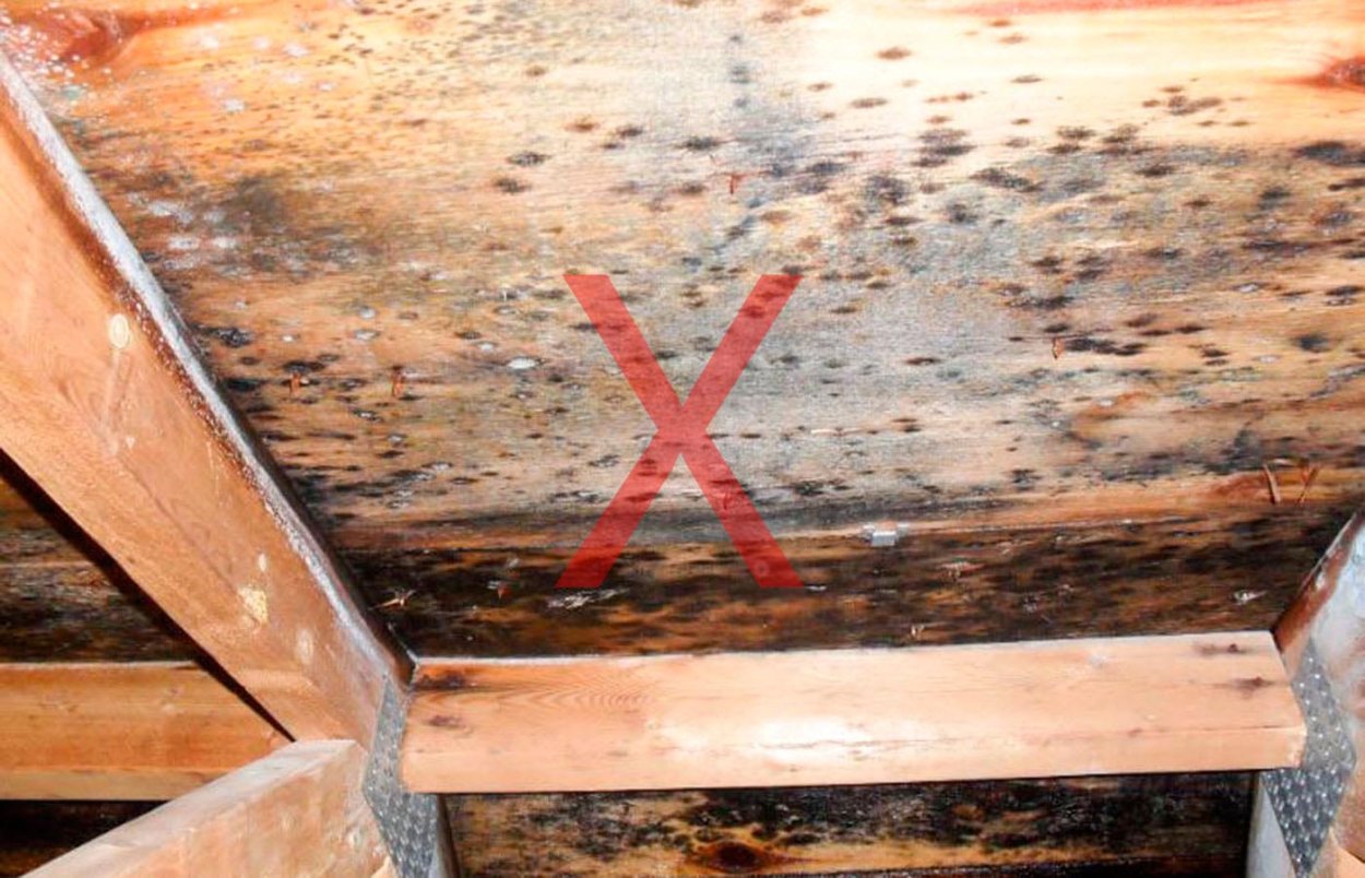 Лишайник на коре осины