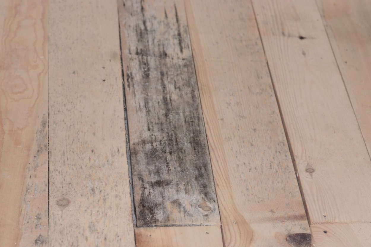 Бурая трещиноватая гниль древесины