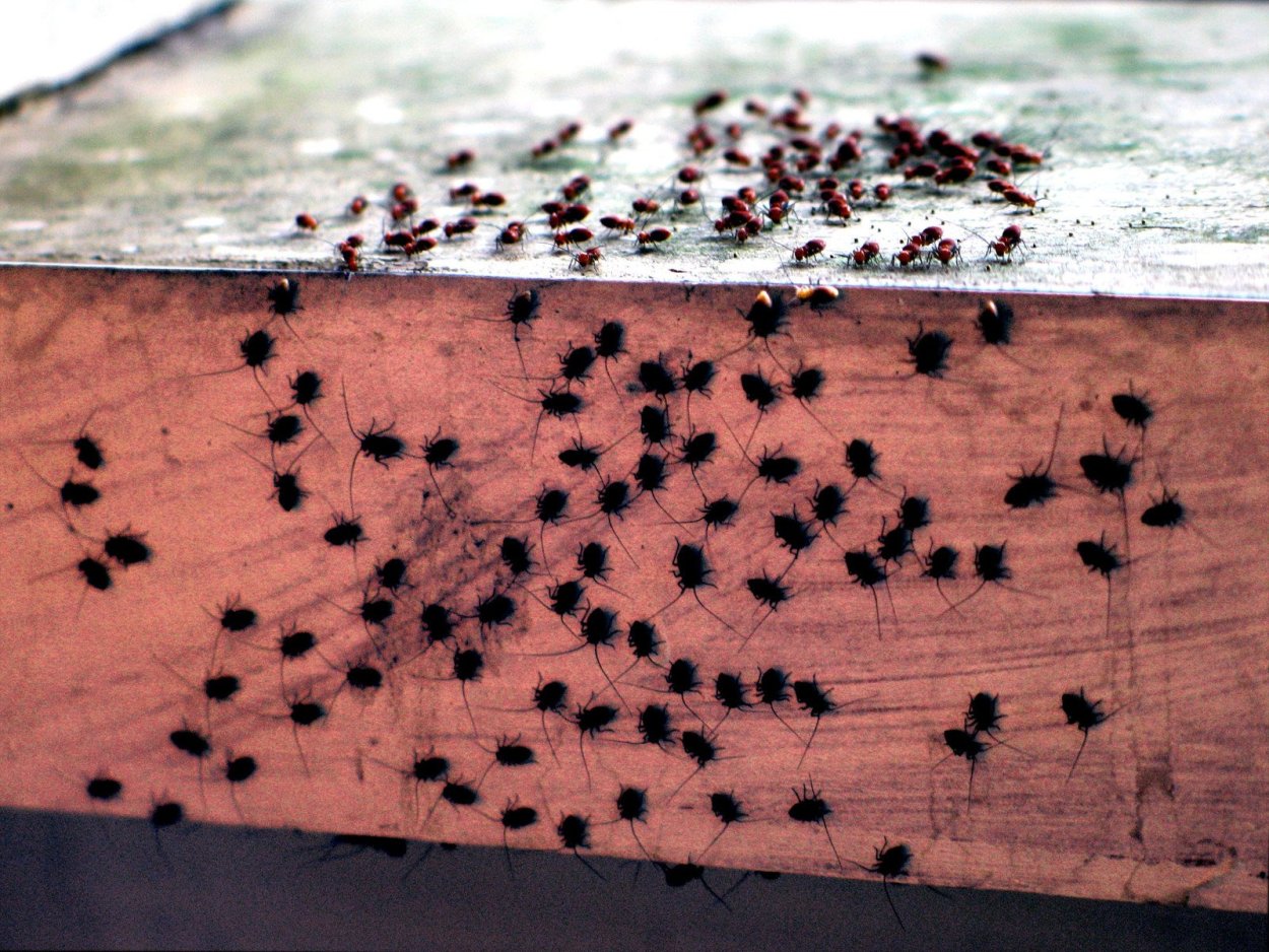 Белая плесень на досках