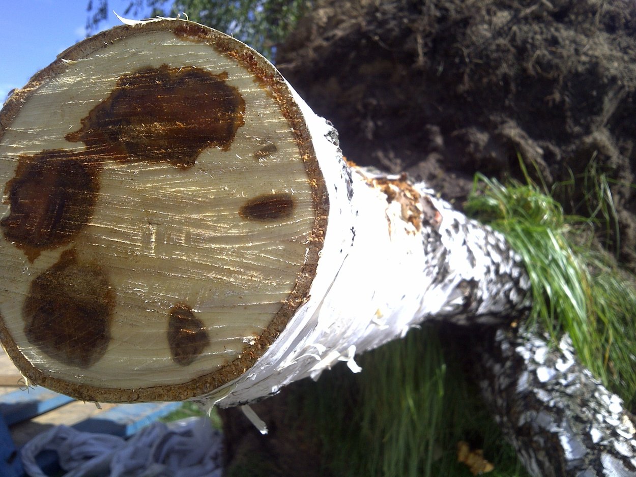 Гриб с конусной шляпкой