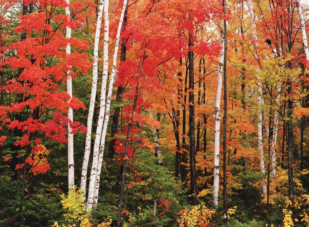 Осина на Урале