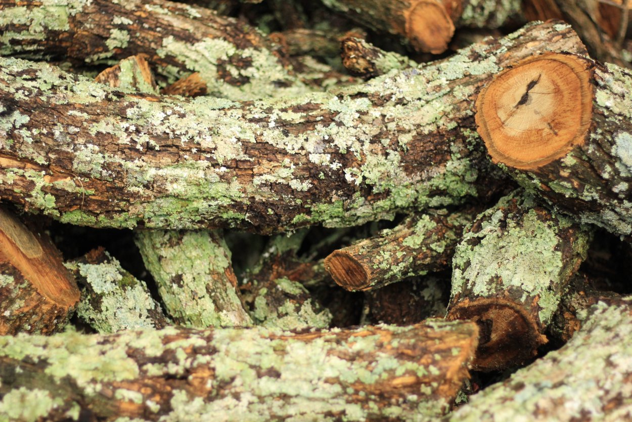 Накипные лишайники на деревьях