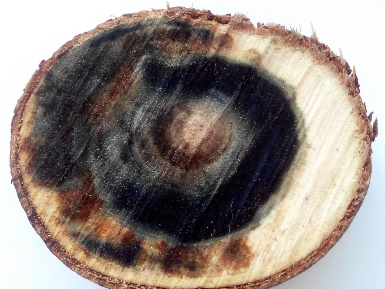 Коричневая плесень