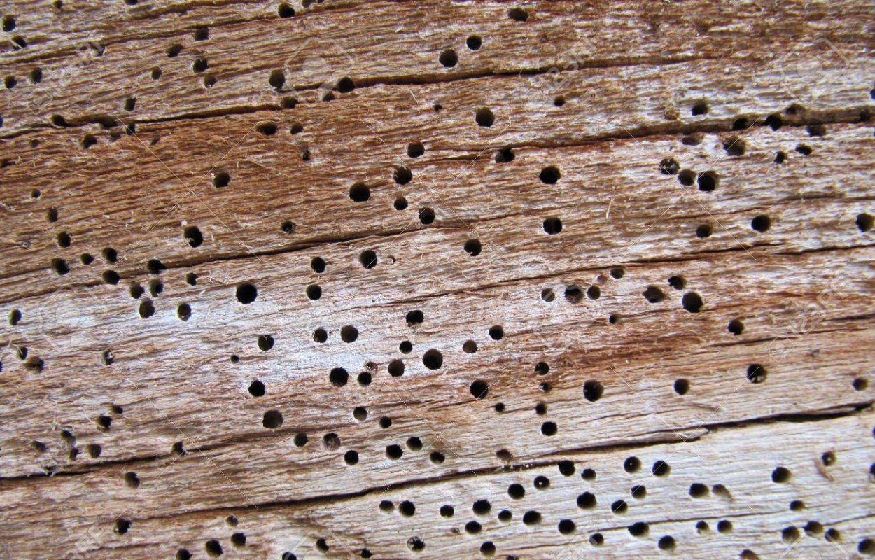 Древесный Жук короед