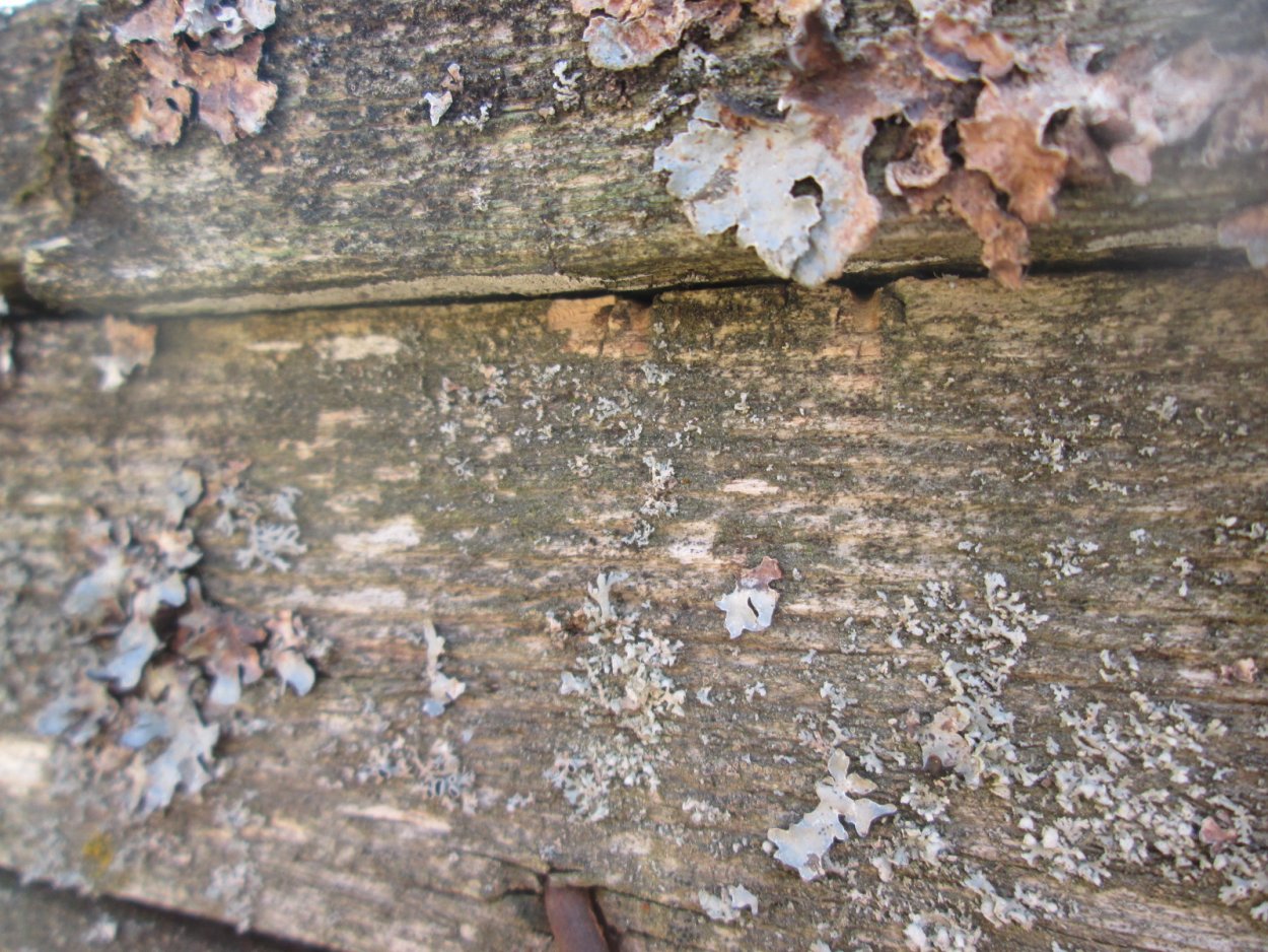 Метатрихия осиногнездовая