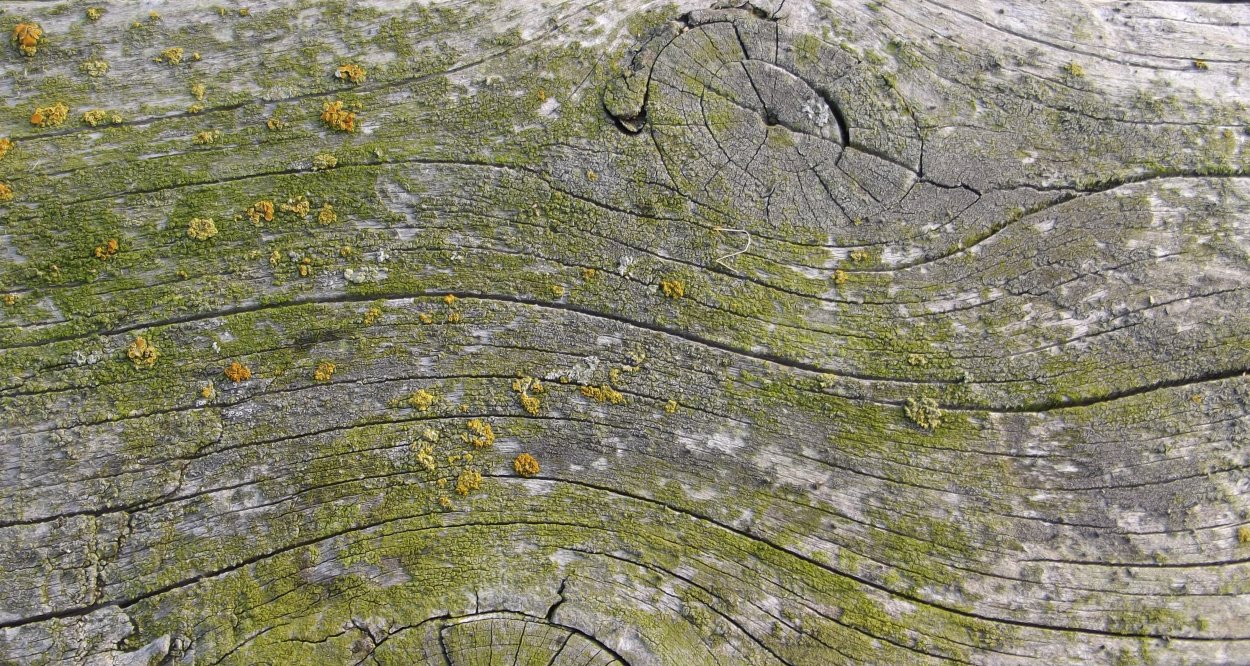 Летные отверстия жука точильщика