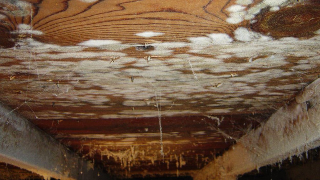 Бурая трещиноватая гниль древесины