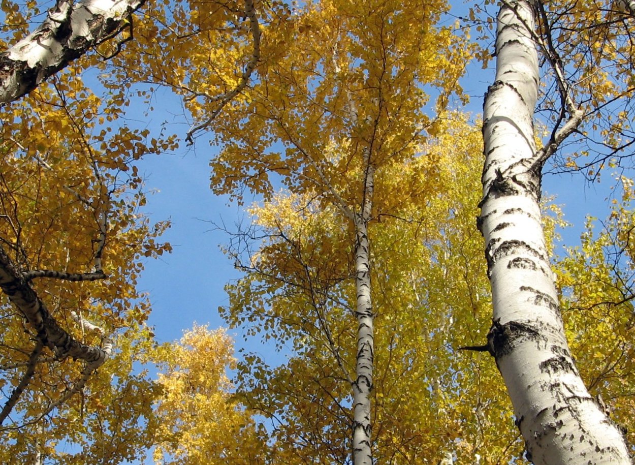 Дерево береза осенью