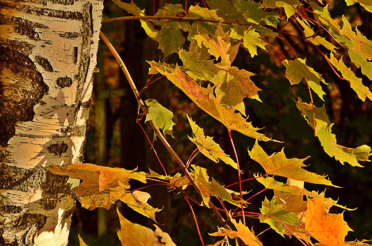 Раскудрявый клен