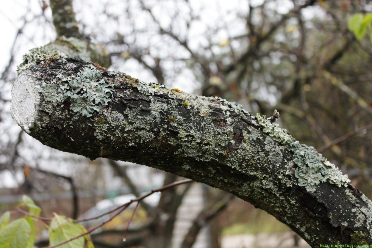 Древесный гриб трутовик