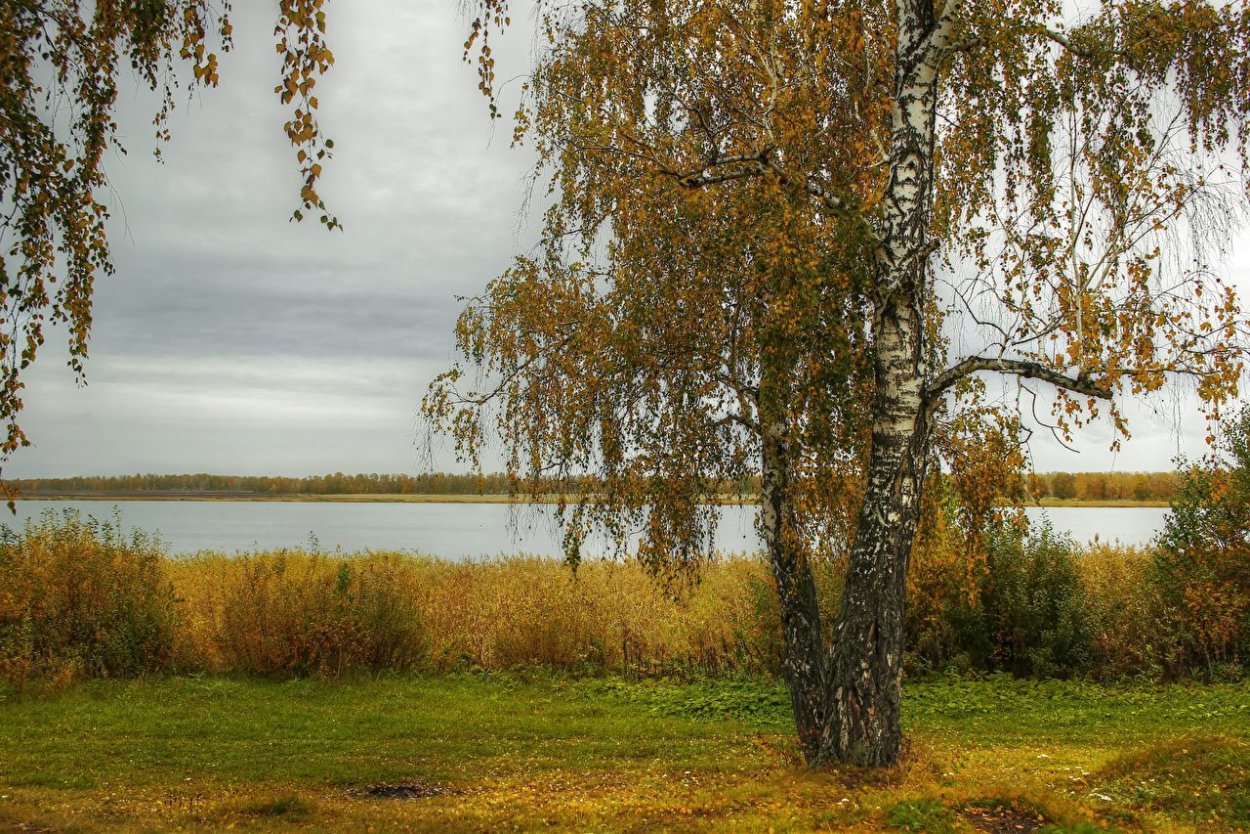 Дерево береза на белом фоне