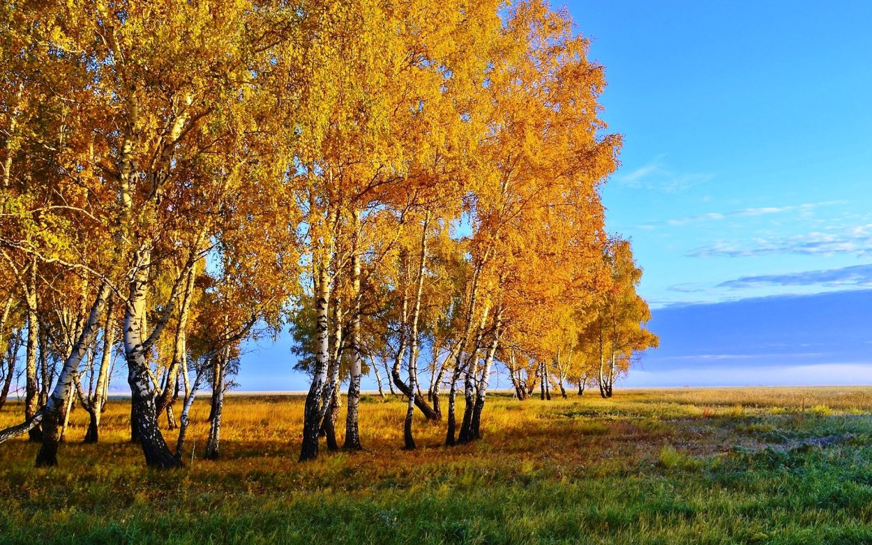 Осенние деревья в снегу