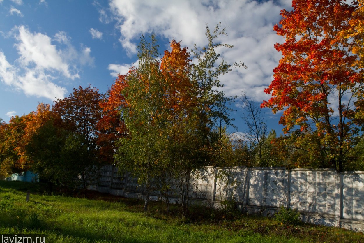 Березы и клены осенью