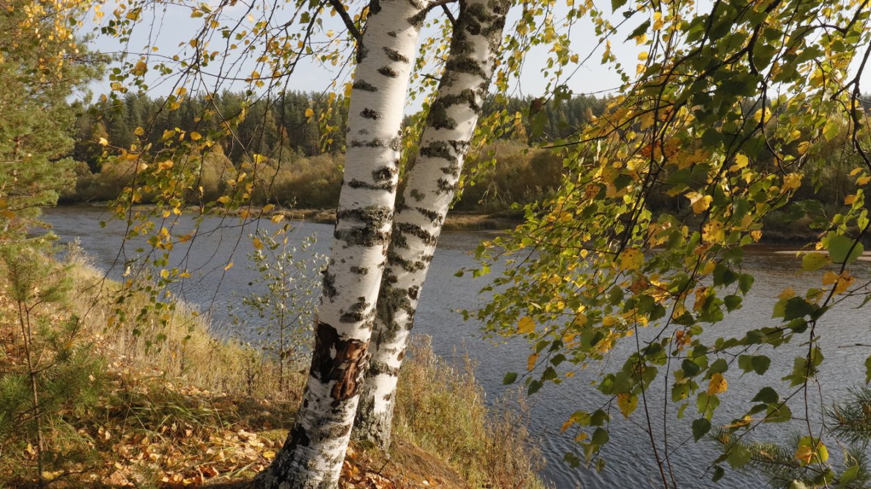 Осенние Березки у пруда.