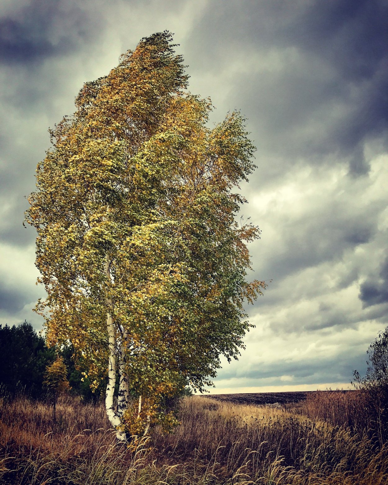 Осенняя береза