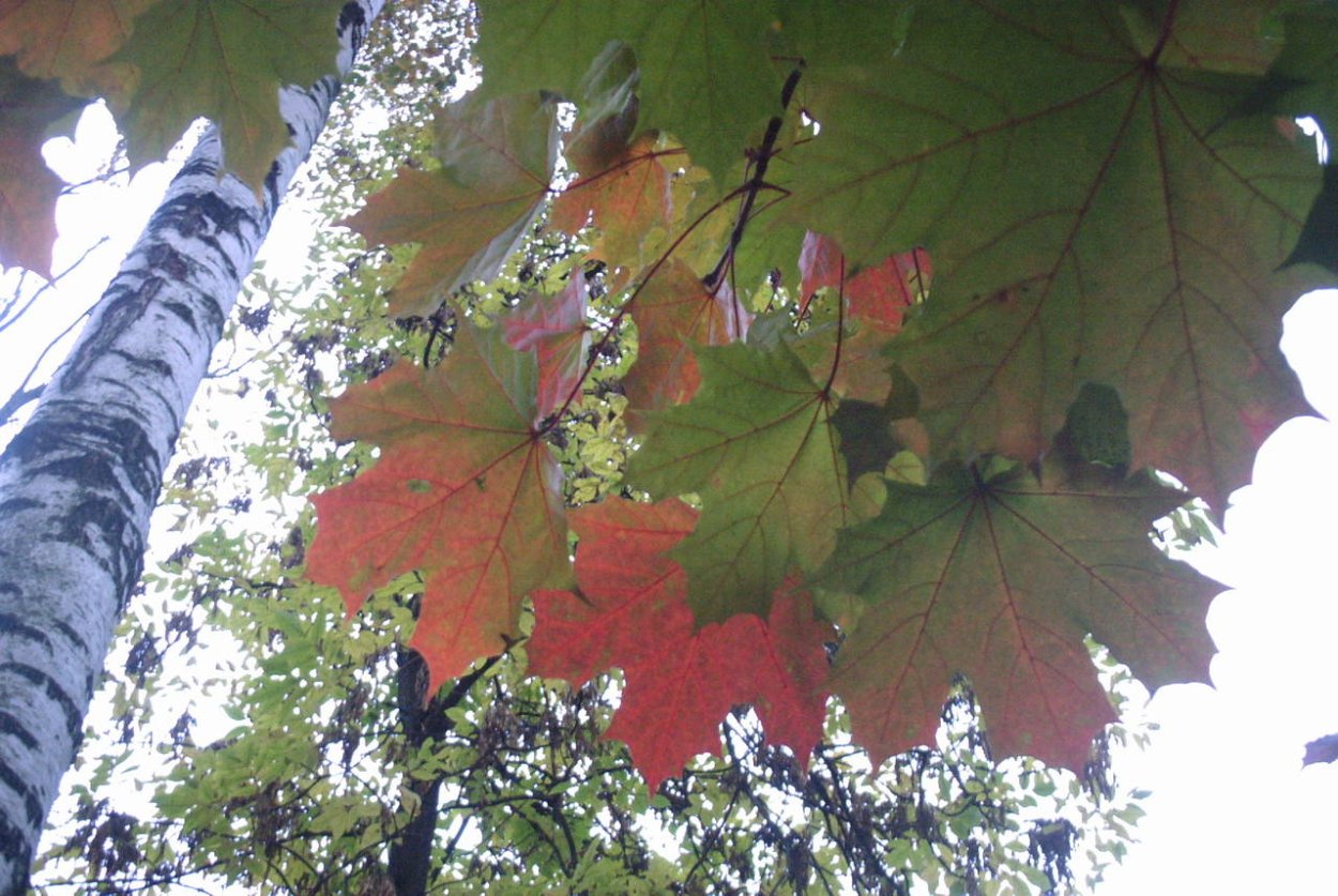 Белая береза и кудрявый клен