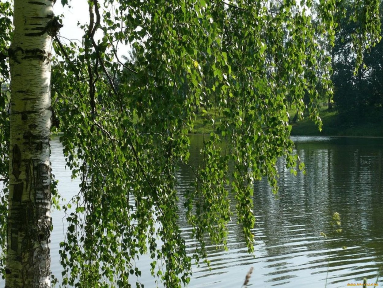 Береза повислая над рекой