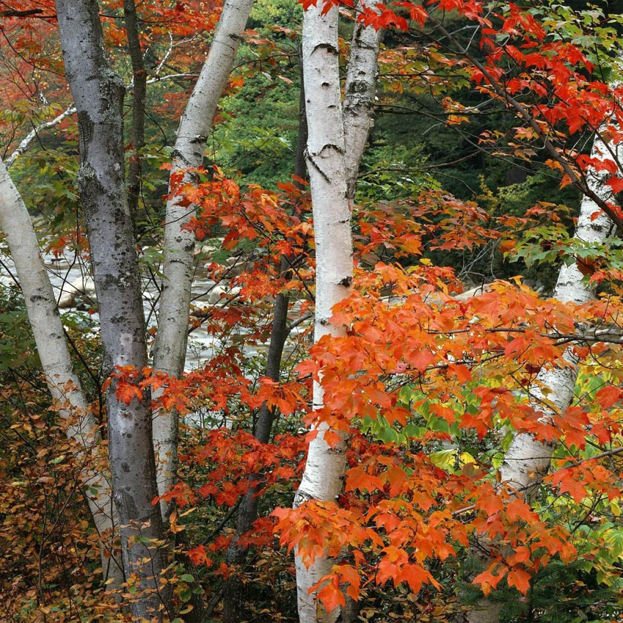 Береза и рябина