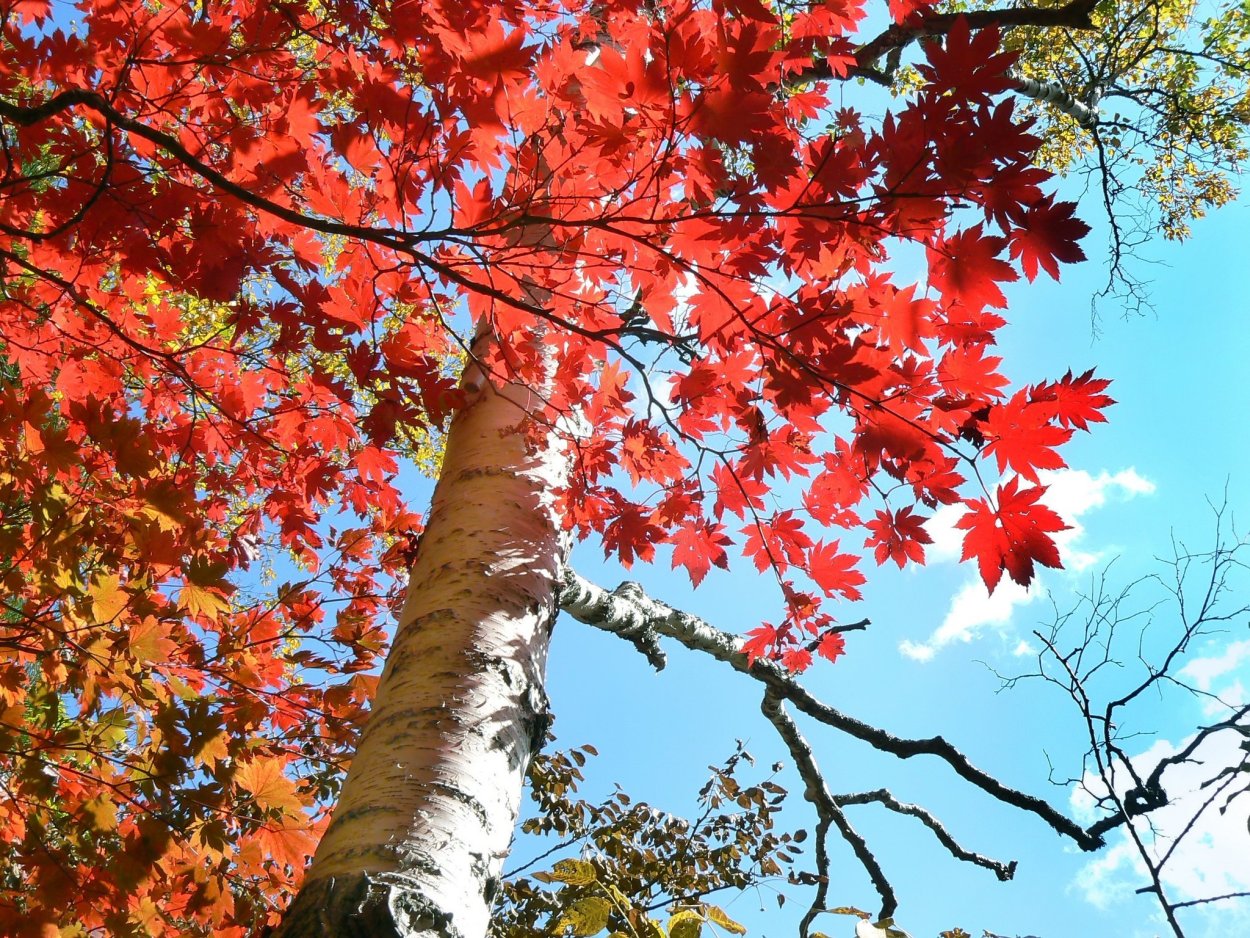 Березовая роща в селе Константиново