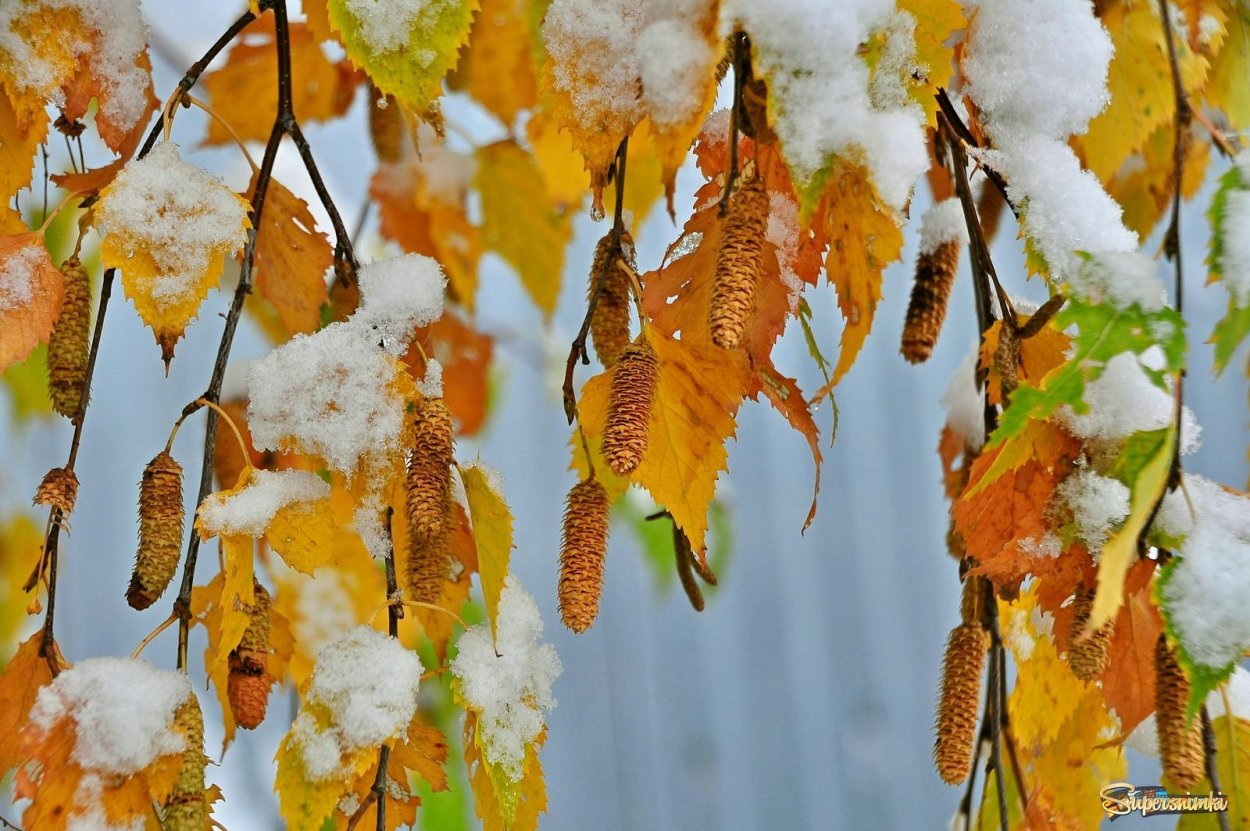 Отговорила осень Золотая Есенин