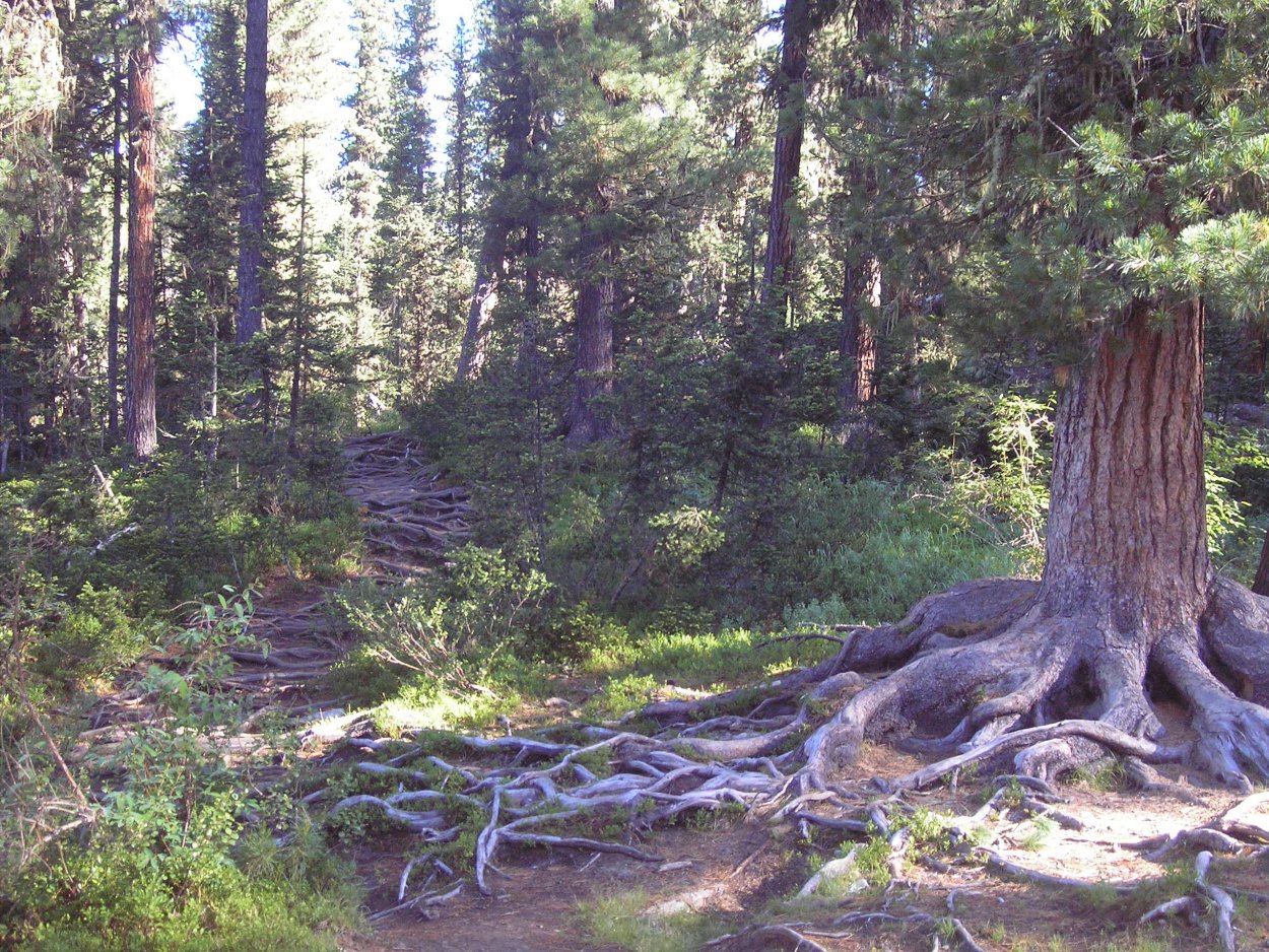 Необычные деревья в тайге