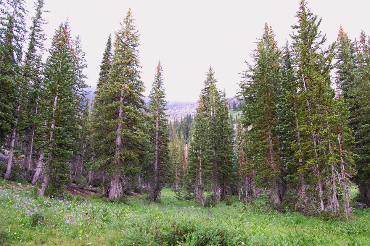 Сосновый лес Саранск