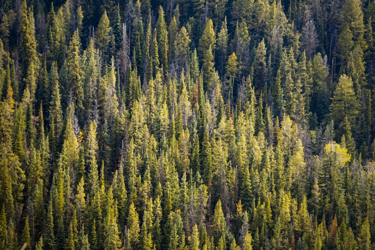Сосна Кедровая Pinus sibirica