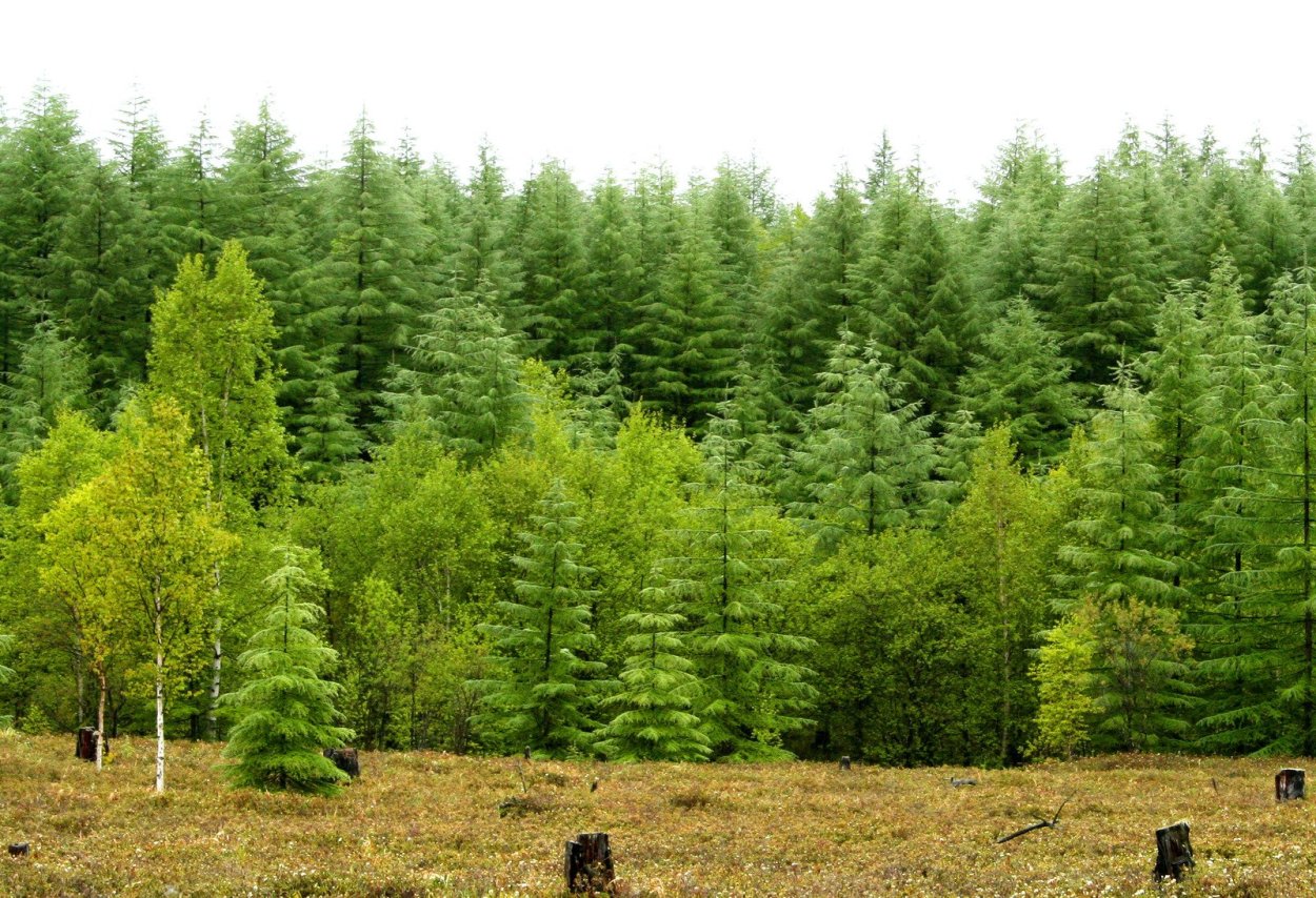 Темнохвойная Пихтовая Тайга Сибирь