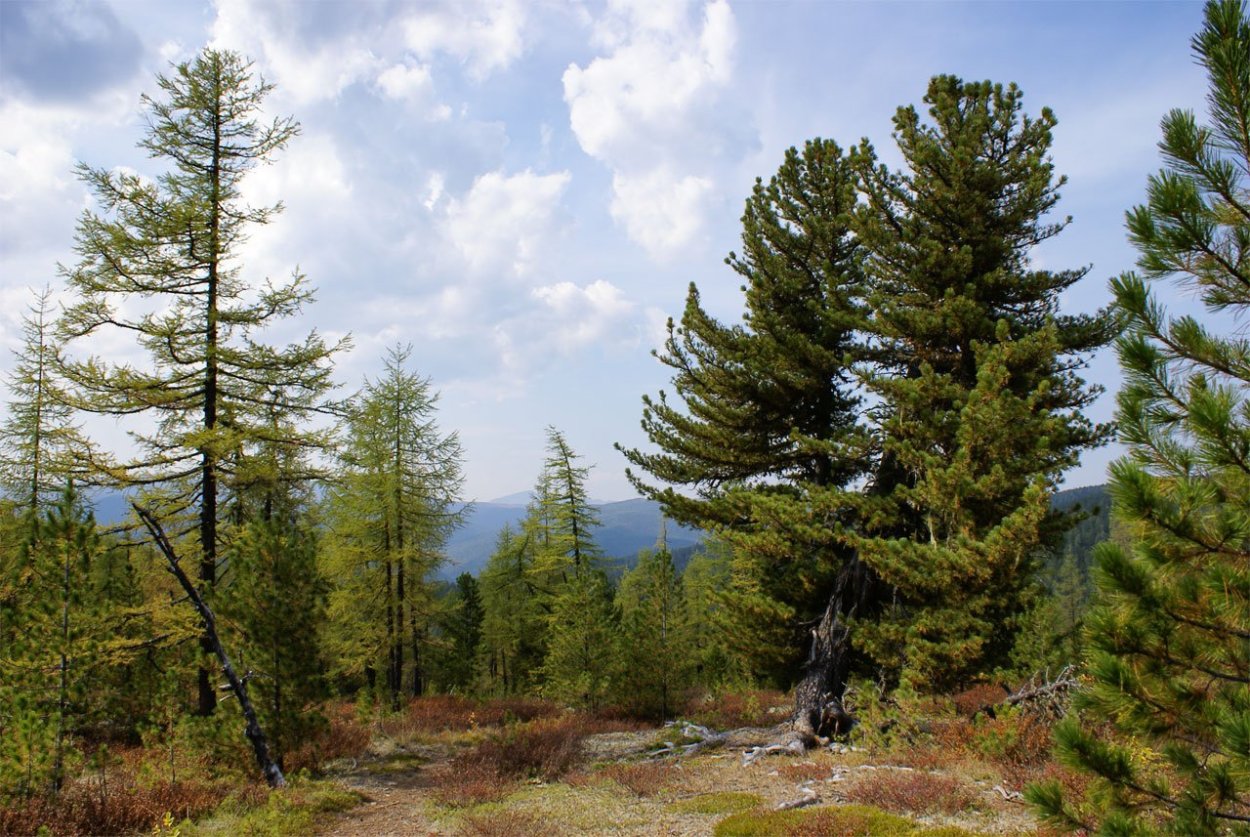 Сибирский кедр дерево