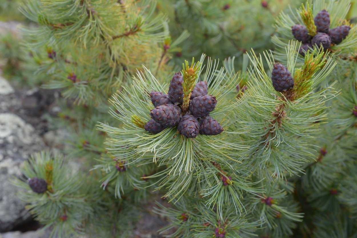 Пихта Лесная