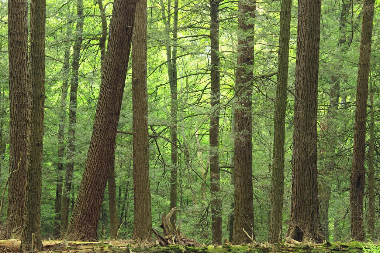 Лиственница тонкочешуйчатая