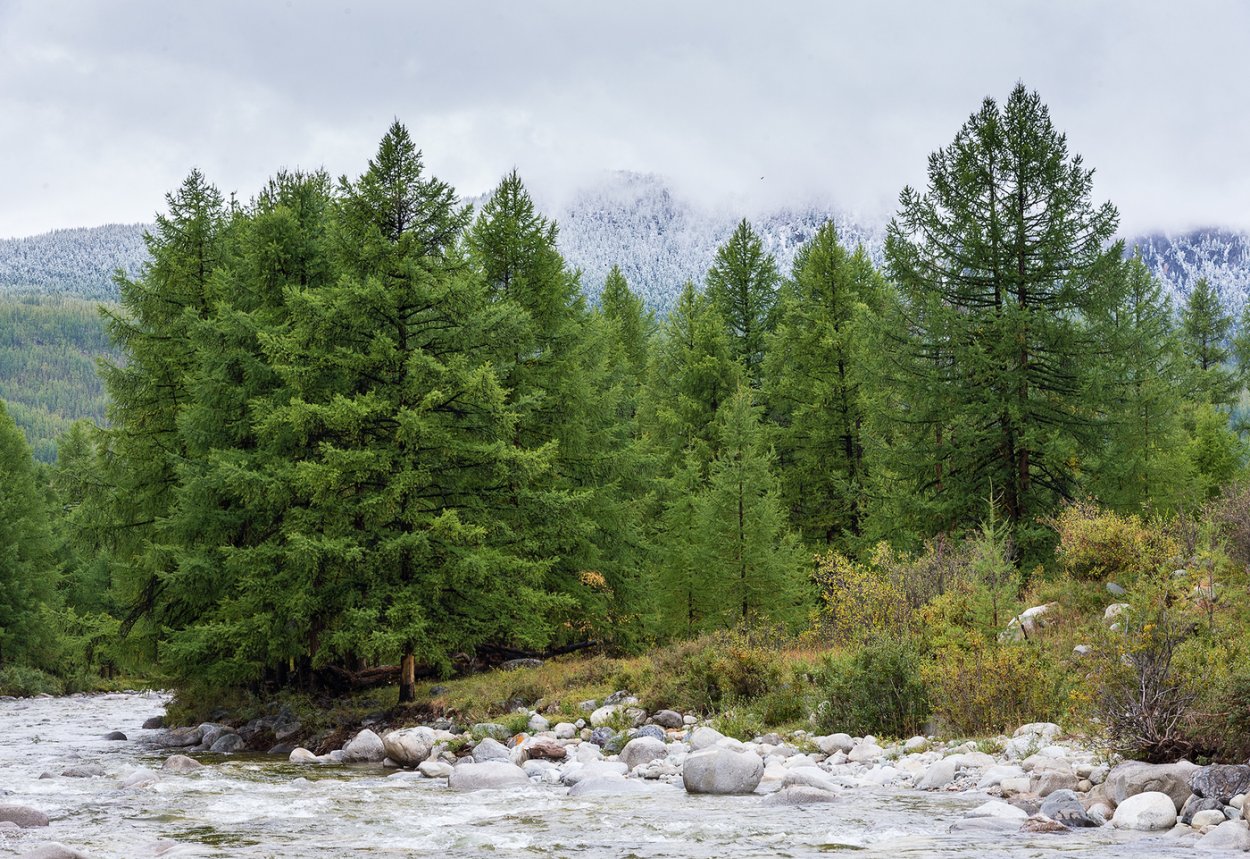 Широколиственные леса Урала