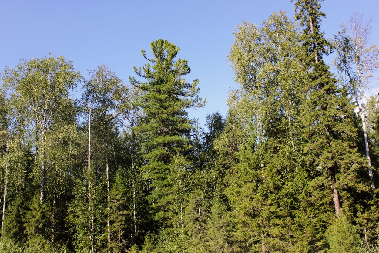 Хвойная Тайга Пермь