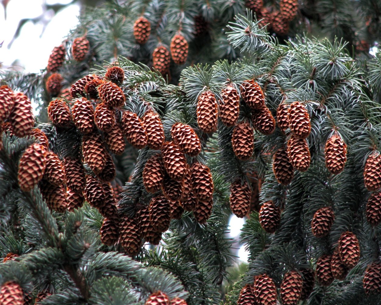 Кедр Дальневосточный корейский