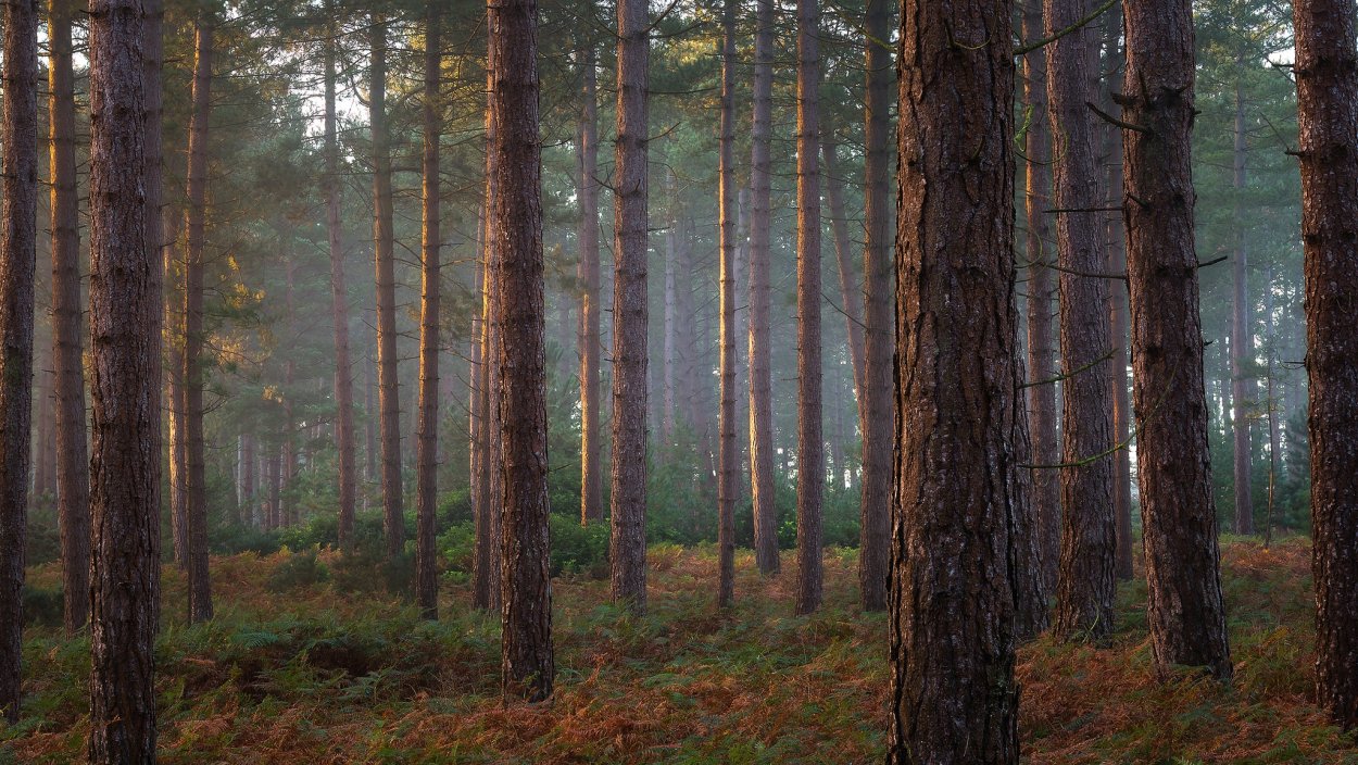 Темнохвойная Тайга Камчатки