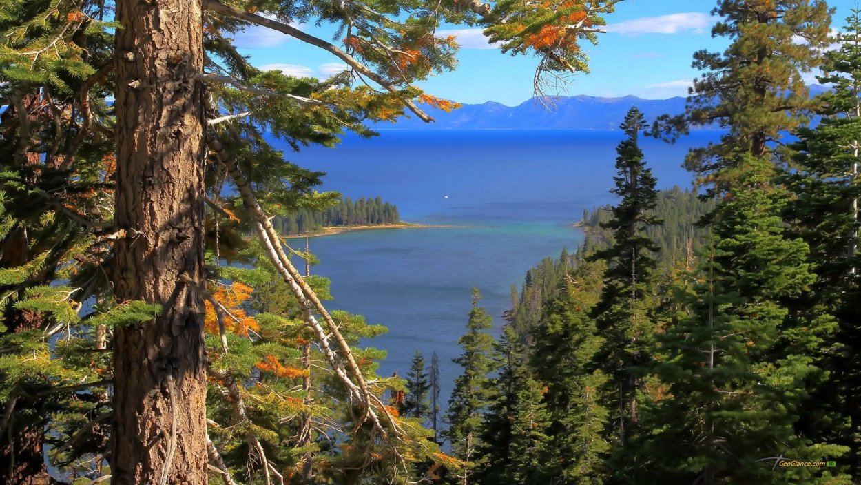 Алтайский заповедник Сибирский кедр