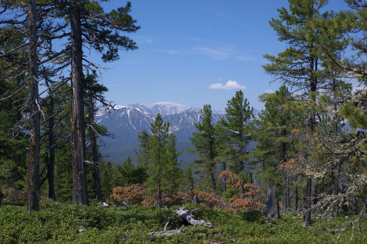 Дремучий лес пихта кедр