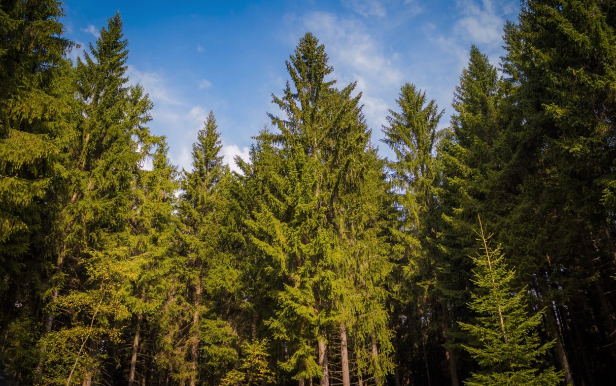 Маратовский кедровник Кочевский район