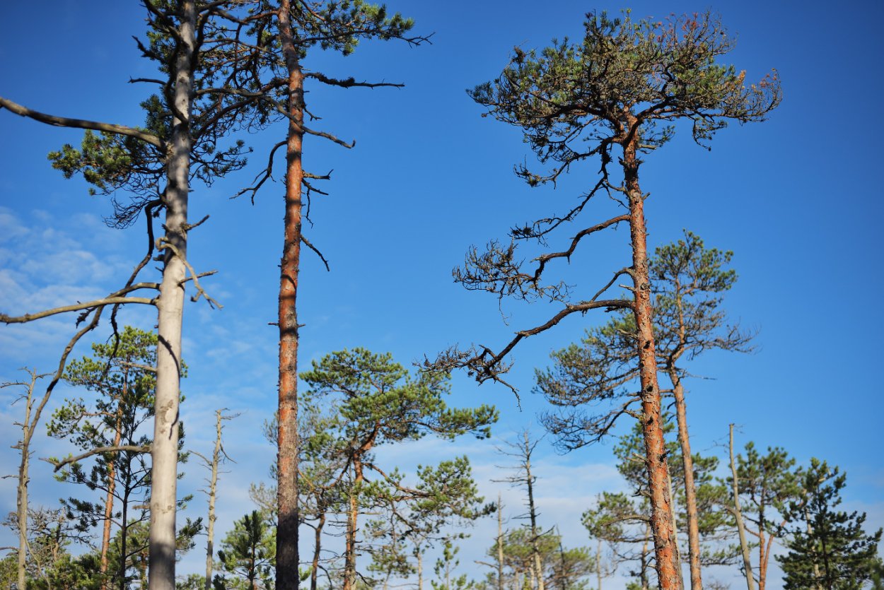 Кедр темнохвойная Тайга