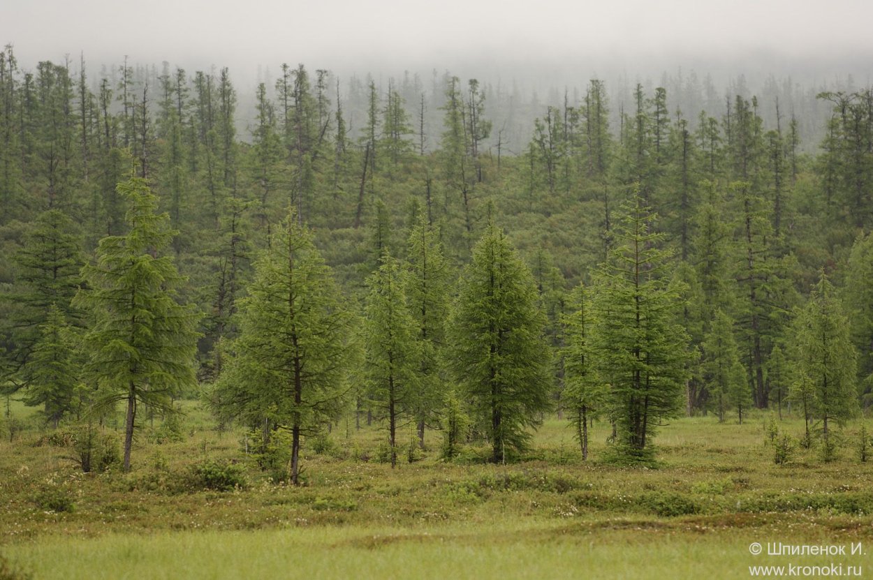 Светлохвойная Лиственничная Тайга