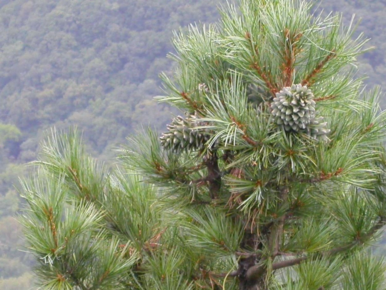 Секвойя дерево Гиперион