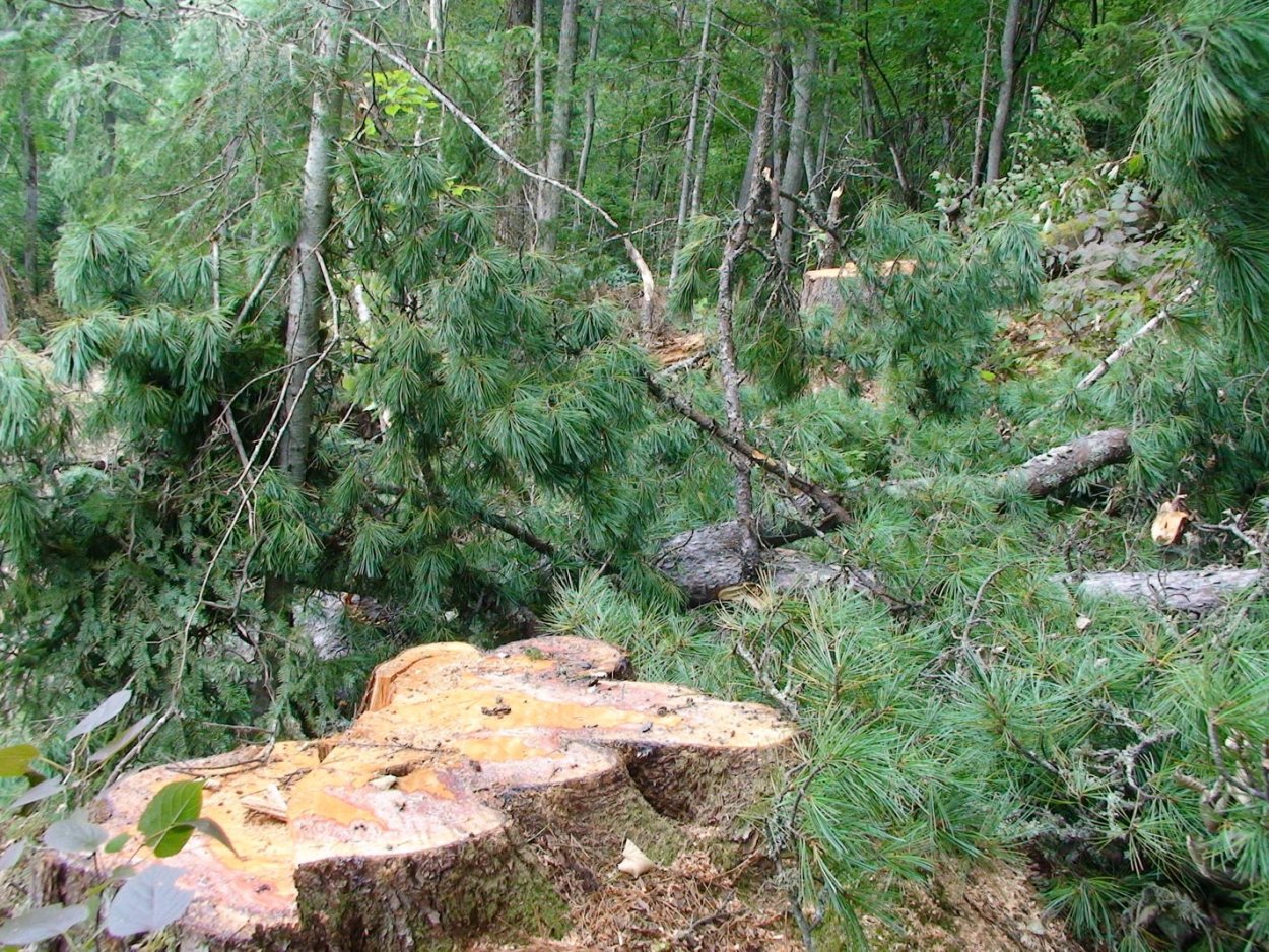 Бор хвойный лес