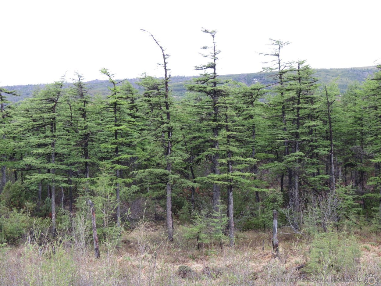 Сибирский кедр плоды