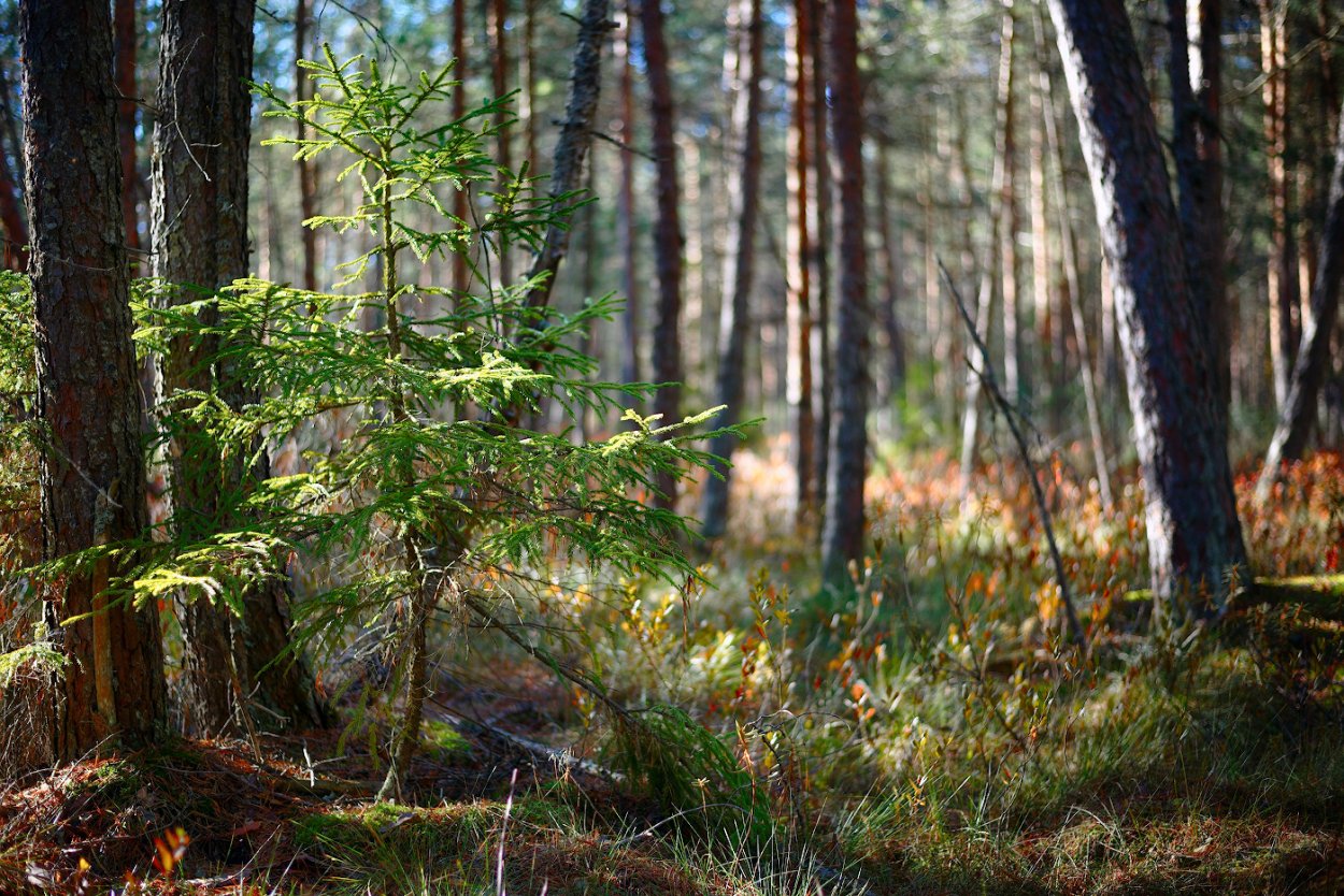 Огромная ель