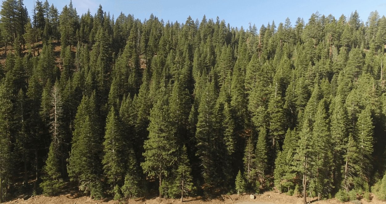 Лиственничная Тайга Восточной Сибири