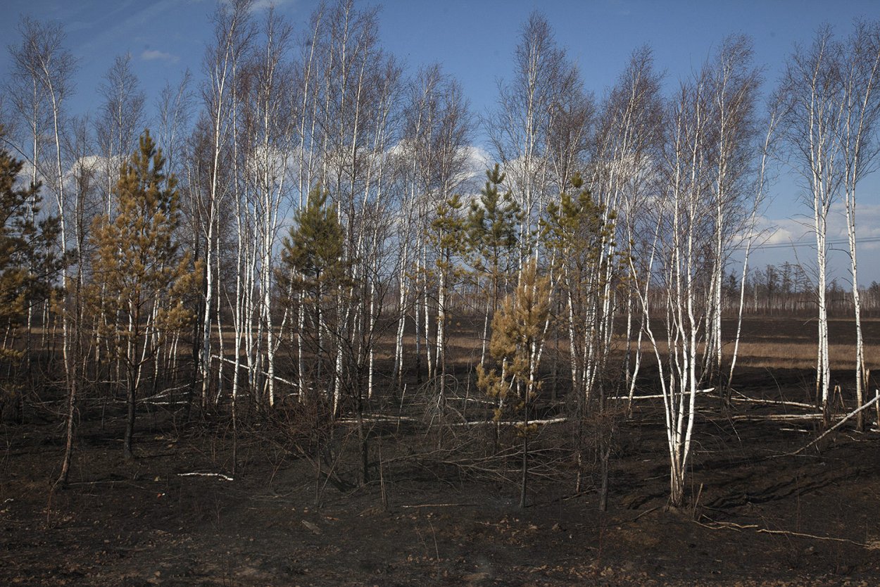 Хвойно широколиственные леса Южного Урала