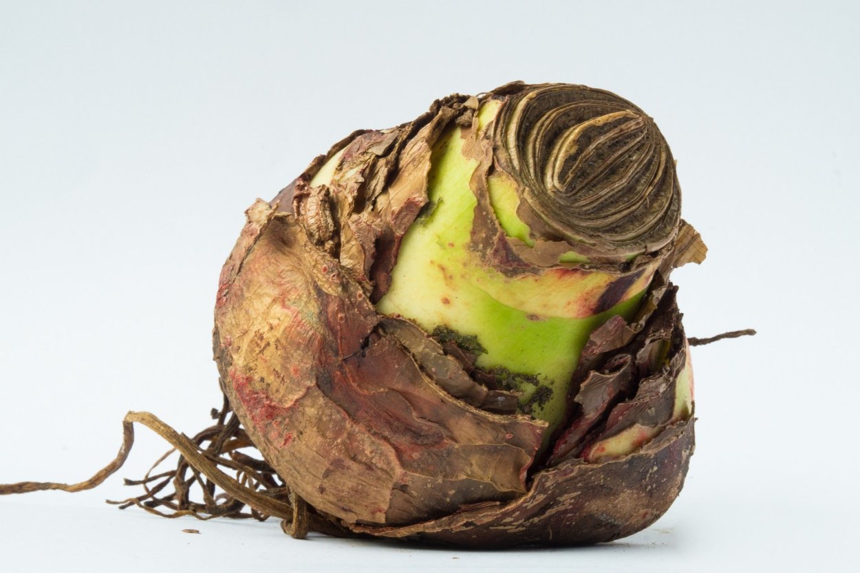 Луковицы крокусов