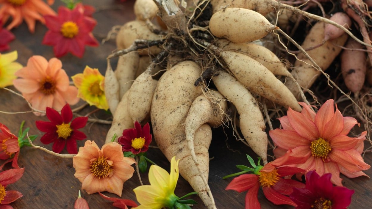 Цветочная луковица
