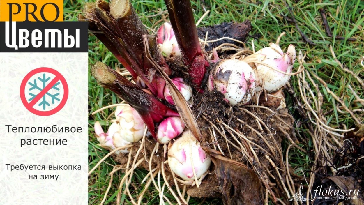 Клубни луковичных цветов